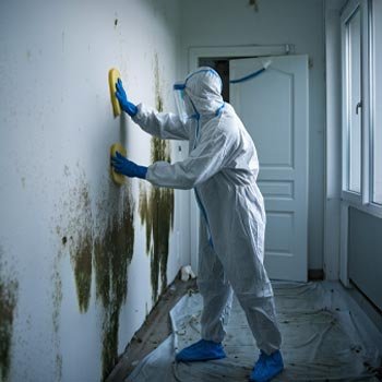 Detroit Mold Remediation